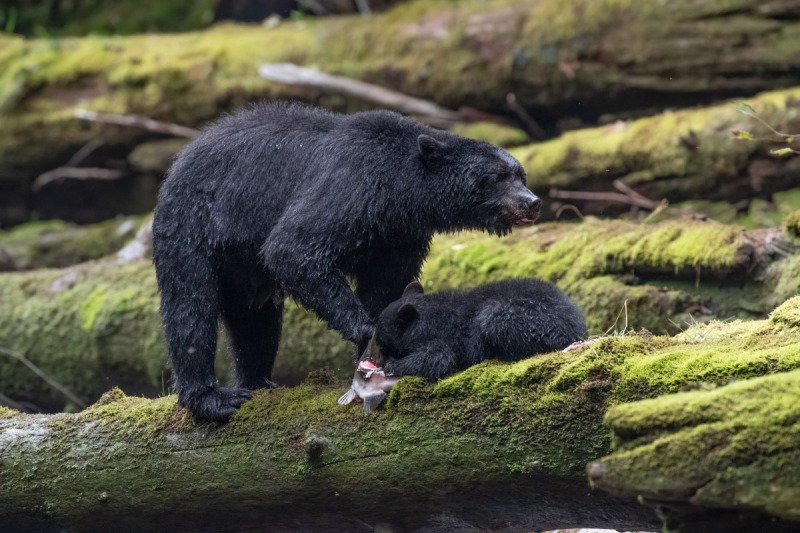 Great-Bear-Rainforest-2019-7231-Edit-Edit-Edit