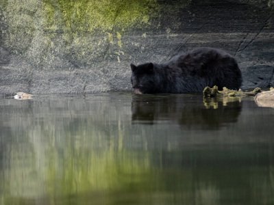 Great-Bear-Rainforest-2019-20341-Edit