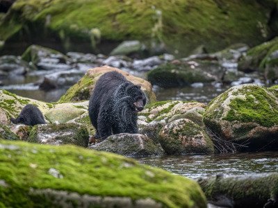 Great-Bear-Rainforest-2019-4653-Edit-Edit