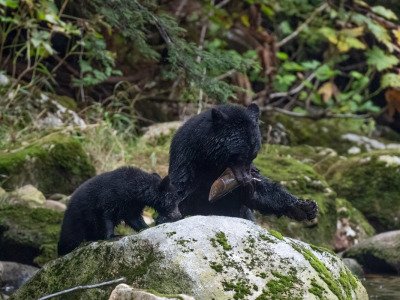 Great-Bear-Rainforest-2019-4799-Edit-Edit