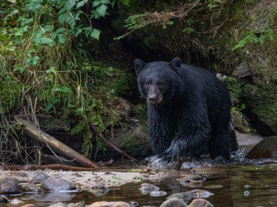 Great-Bear-Rainforest-2019-4983