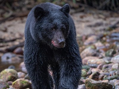 Great-Bear-Rainforest-2019-5012