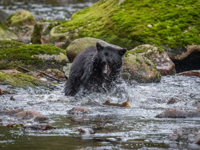 Great-Bear-Rainforest-2019-6855