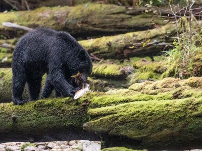 Great-Bear-Rainforest-2019-7151