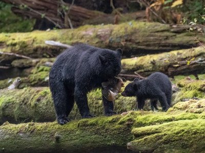 Great-Bear-Rainforest-2019-7161-Edit-Edit