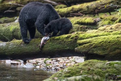Great-Bear-Rainforest-2019-7300