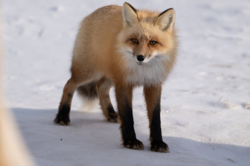 Foxes-wolves-and-coyotes-58