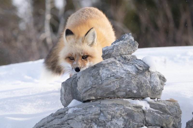 Foxes-wolves-and-coyotes-60
