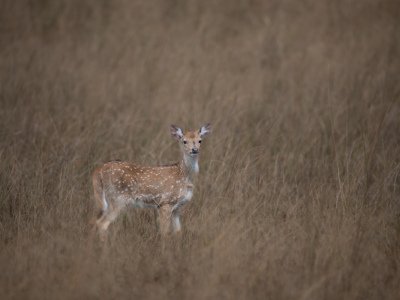 Bandhavgarh-NP-India-406