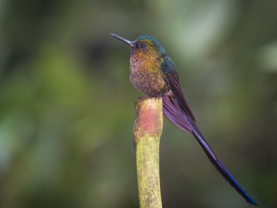 Equador-2014-336-Edit-Edit