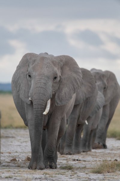 Amboseli-2018-6507