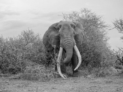 Amboseli-02-235