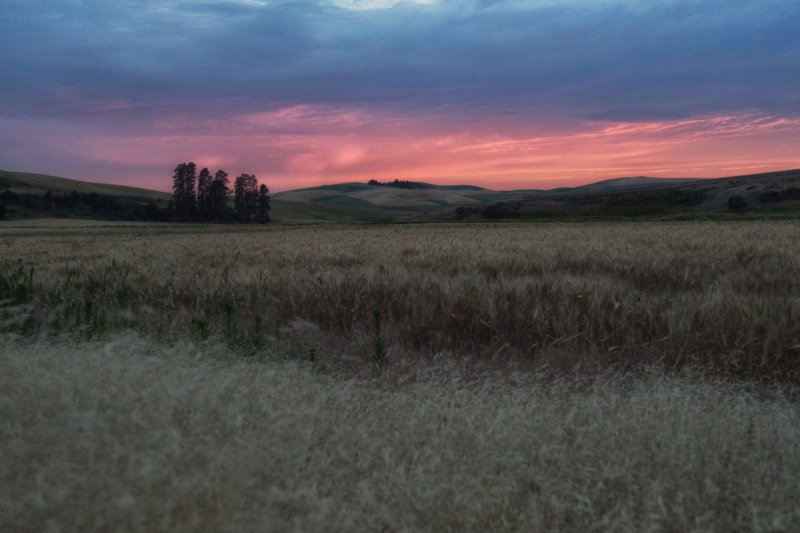 1_Palouse-2015-30