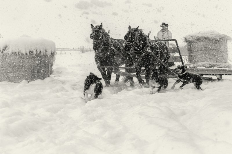 Colorado-Horses-2020-5256