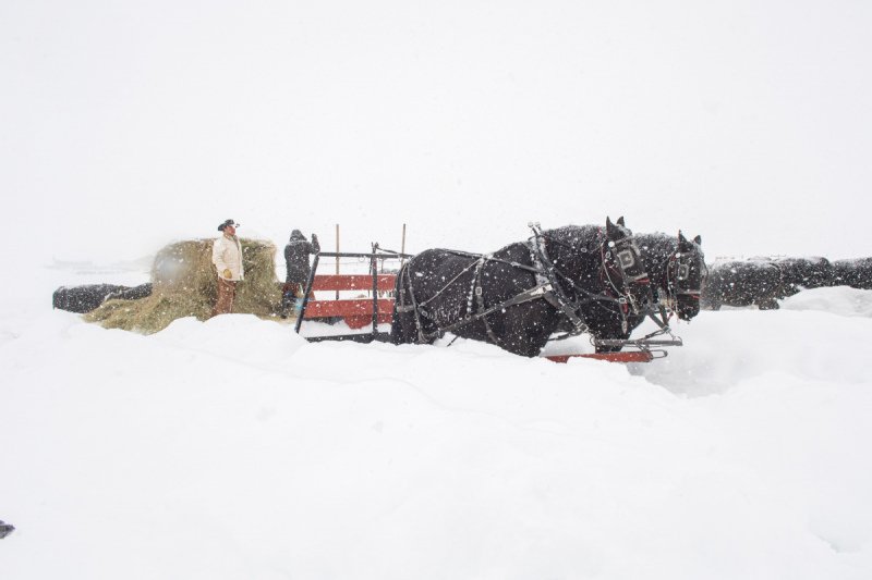 Colorado-Horses-2020-5347