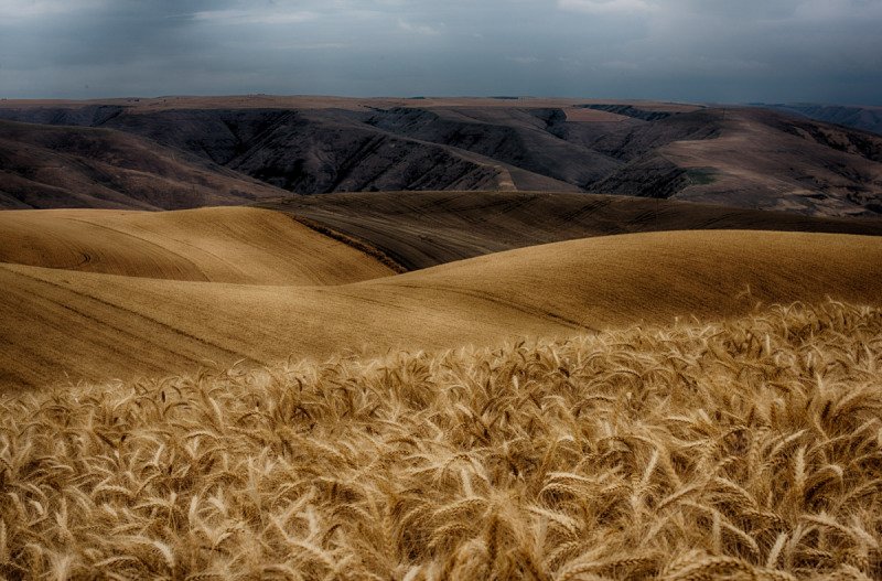 Palouse-2015-123