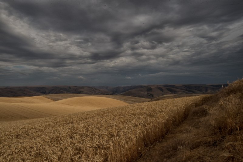 Palouse-2015-208