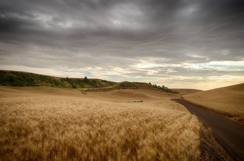 Palouse-2015-226