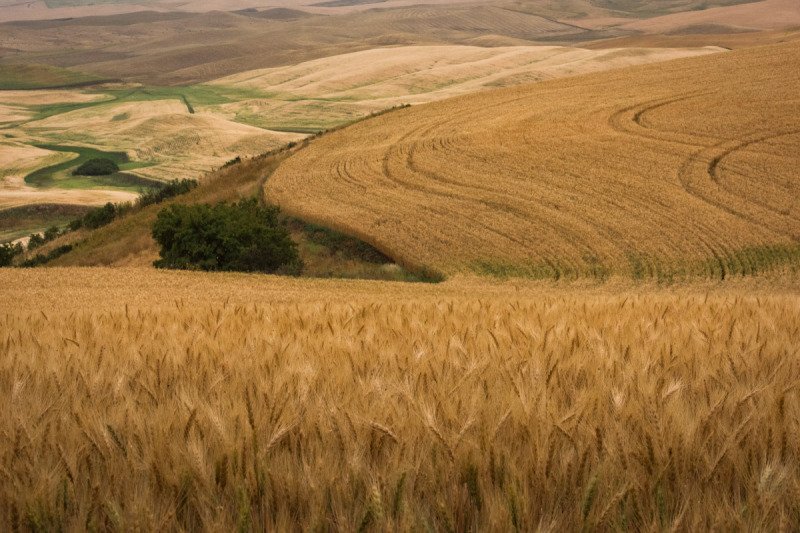 Palouse-2015-53