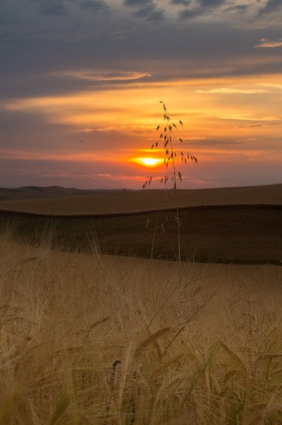 Palouse-2015-547