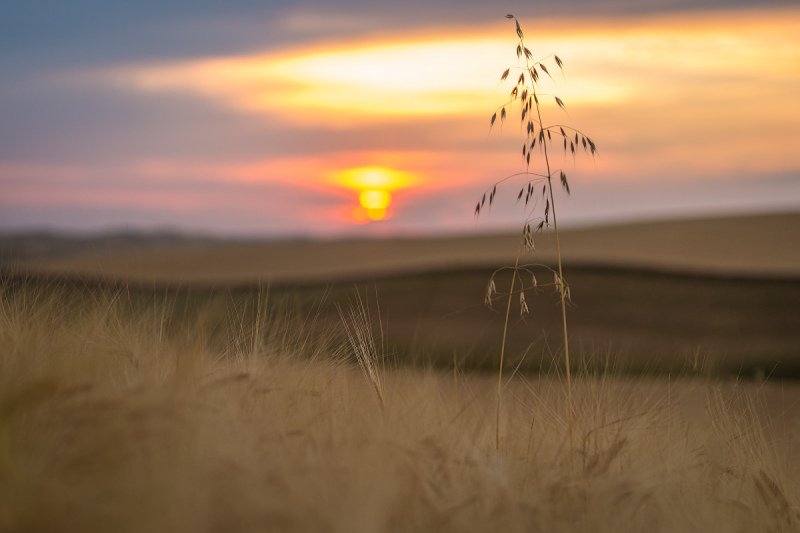 Palouse-2015-558