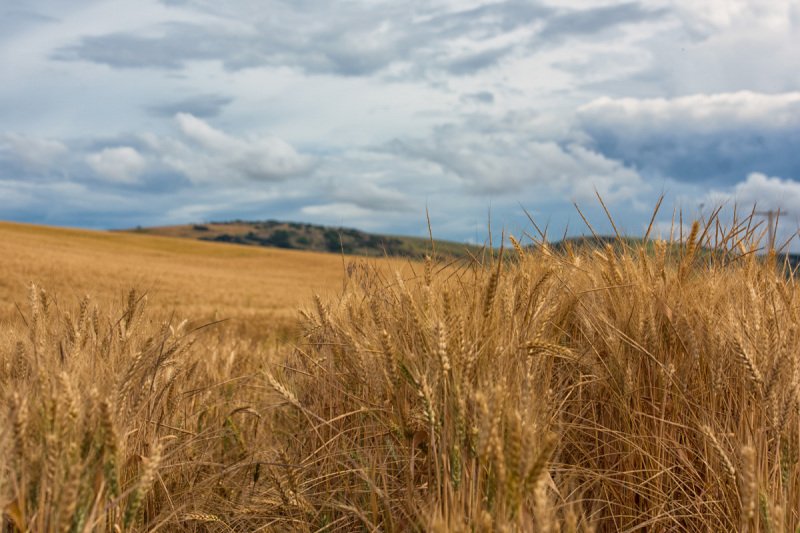 Palouse-2015-65