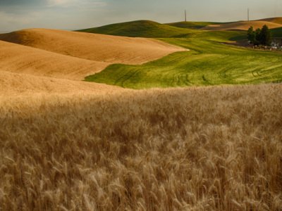 Palouse-2015-1803