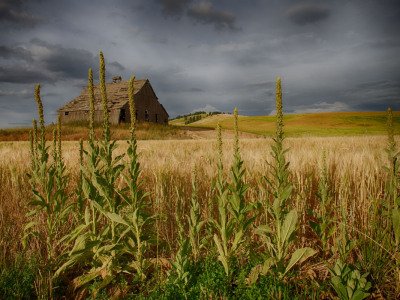 Palouse-2015-942