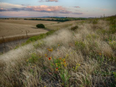 Palouse-2015-977