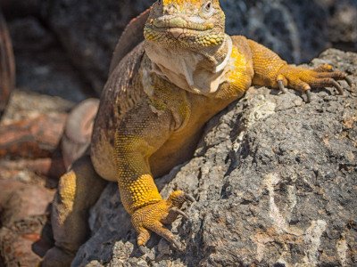 Galapogous-2014-10247