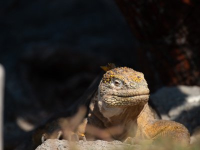 Galapogous-2014-10429