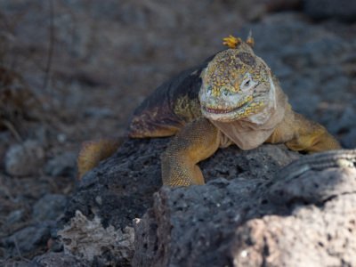 Galapogous-2014-10465