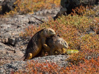 Galapogous-2014-10535