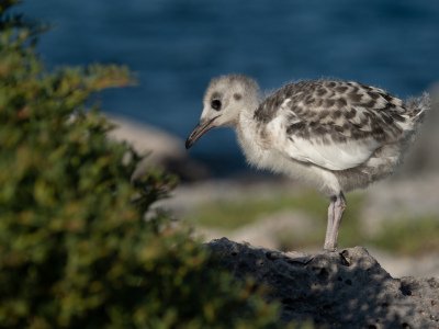 Galapogous-2014-10854