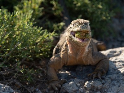 Galapogous-2014-10891