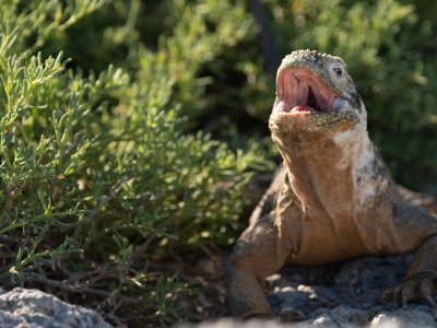 Galapogous-2014-10902