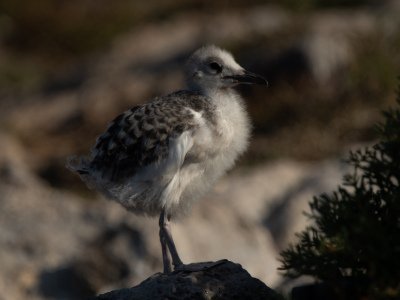 Galapogous-2014-10943