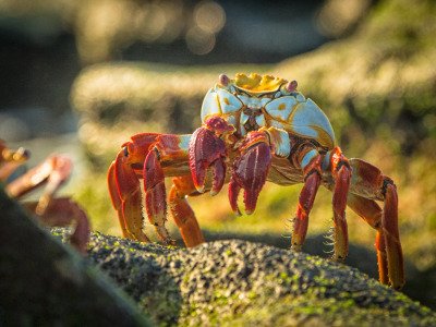 Galapogous-2014-3262