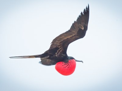 Galapogous-2014-3554-Edit-Edit