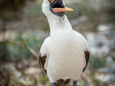 Galapogous-2014-3655