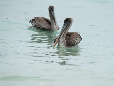 Galapogous-2014-3666-Edit