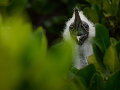 Galapogous-2014-3808