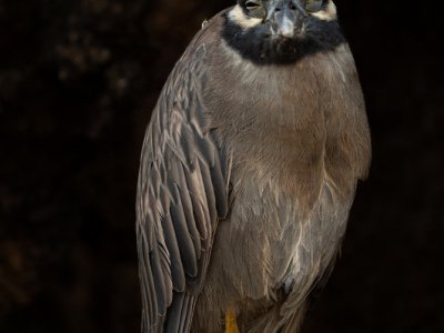 Galapogous-2014-3842