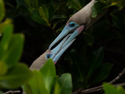 Galapogous-2014-3887