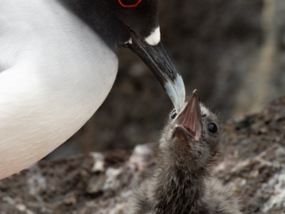 Galapogous-2014-3955