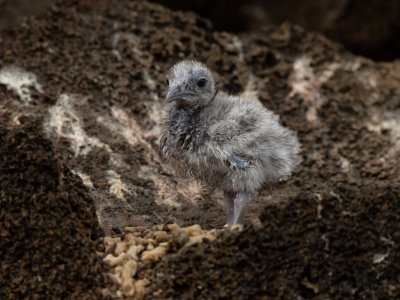 Galapogous-2014-4123