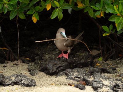 Galapogous-2014-4135