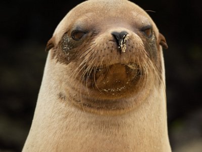 Galapogous-2014-4163-Edit