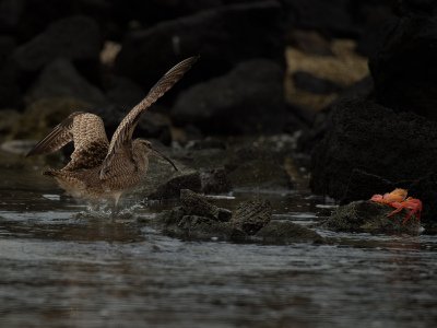 Galapogous-2014-4292-Edit