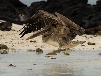 Galapogous-2014-4376-Edit